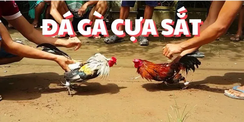 Đá Gà Cựa Sắt - Thể Thức Chọi Kê Kịch Tính Hàng Đầu SV88 Đá Gà Cựa Sắt - Thể Thức Chọi Kê Kịch Tính Hàng Đầu SV88