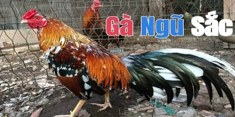 Gà Ngũ Sắc Là Gì? Tại Sao Giống Gà Này Được Săn Đón? Gà Ngũ Sắc Là Gì? Tại Sao Giống Gà Này Được Săn Đón?